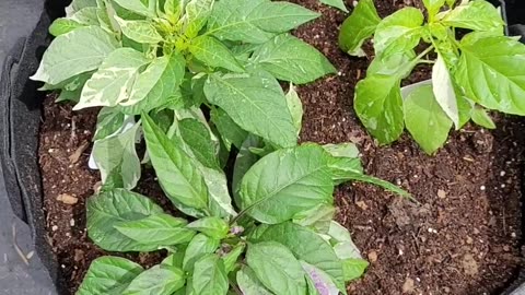 Midwest Fiesta Pepper plants, Purple, Red, Orange, and Green.