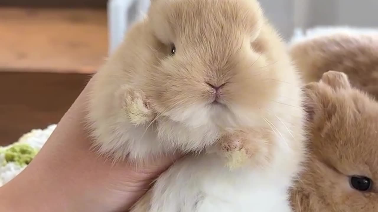 Funny animal video