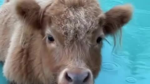 Cow loves a duck’s life