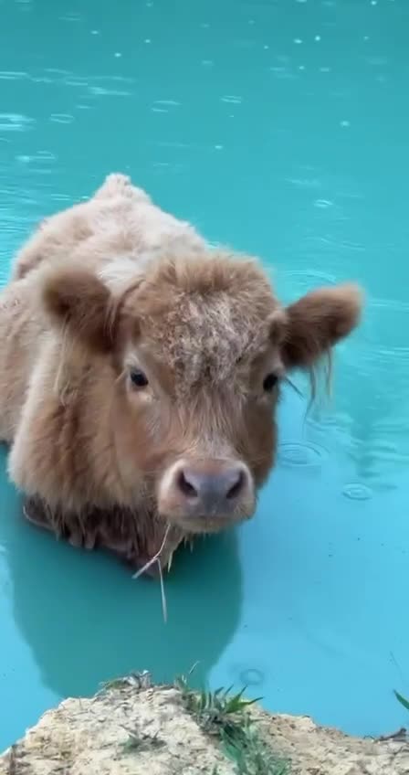 Cow loves a duck’s life