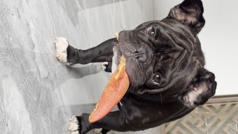 mischievous french bulldog