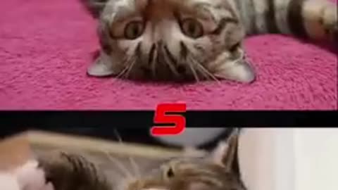 A TEST FOR YOU - REAL OR AI