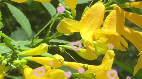 Flowers & Bee