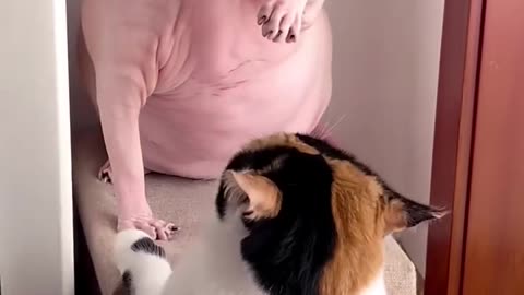 "Two Cats Playing in Their Own Fun Ways – Must Watch!"