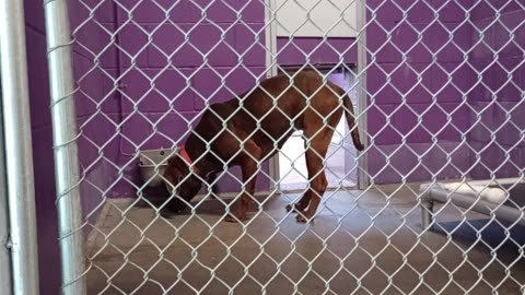 Gustavo 1y Pet Id 946475 kennel 19 HSSAZ shelter_20250517_152900560