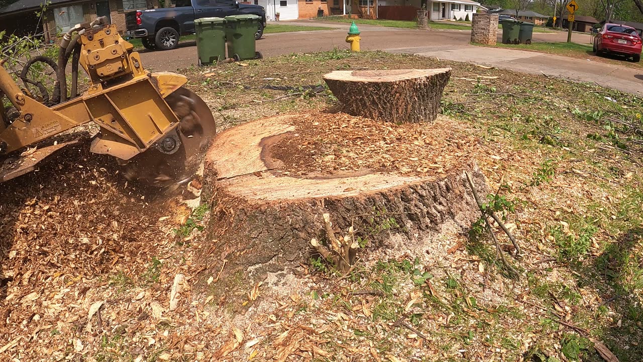 Stump Grinding a Huge Tree Before & After