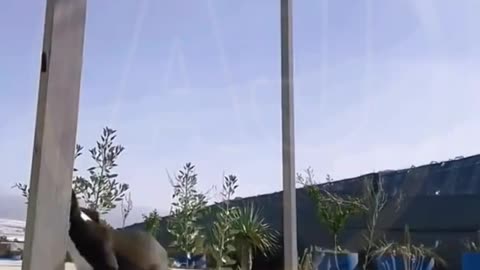 Funny video