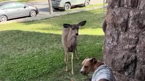When your dog has absolutely no prey drive and is good with animals