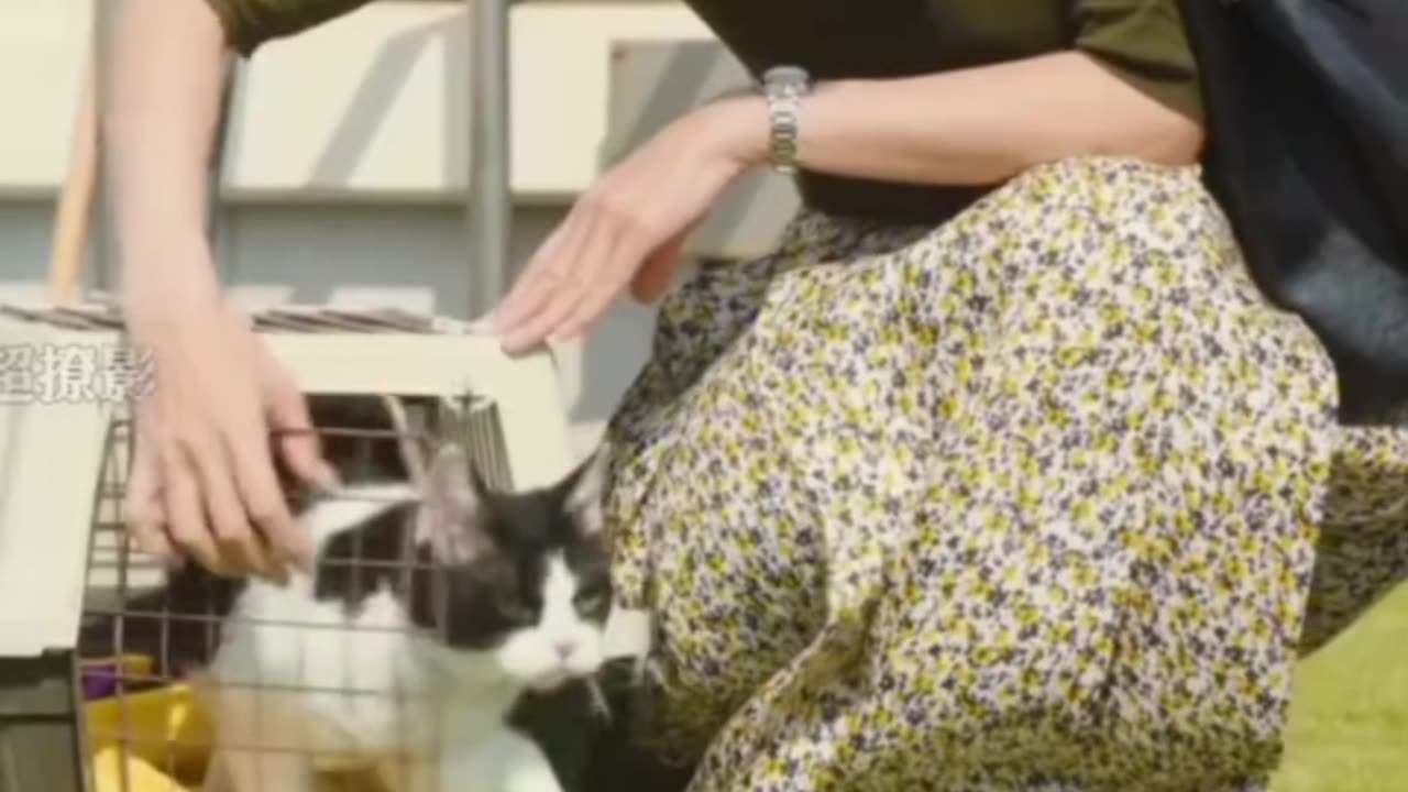 The love of cat with his savior