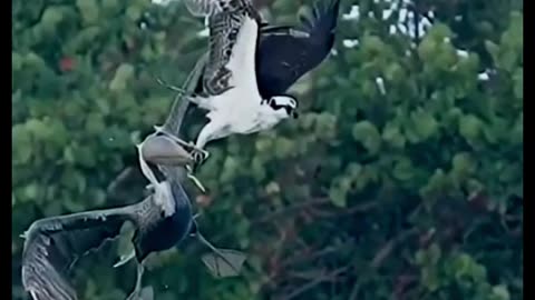 Pelican vs Osprey