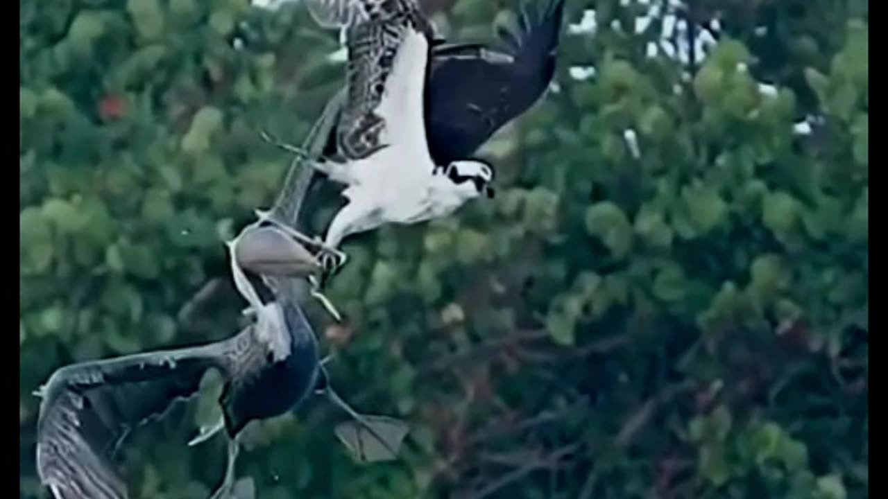 Pelican vs Osprey