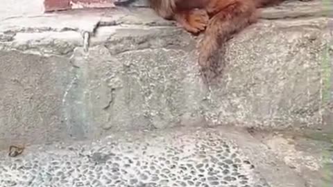 "Dog Chilling Like a Boss! The Funniest Relaxing Style You’ll See Today 😂🐶”