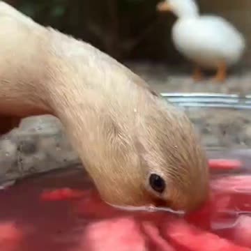 Ducks love watermelon water