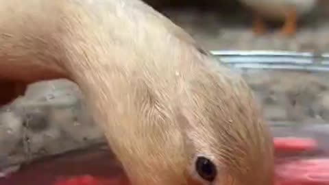 Ducks love watermelon water
