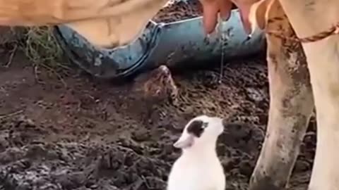 😂🐱 Cow Feeds Cats! | FunFM