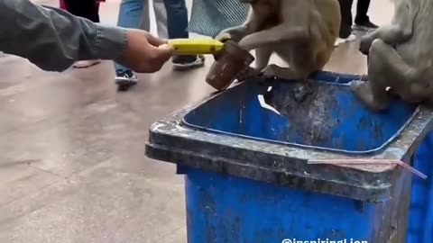 🐒😂 Monkey's Hilarious Food Hunt Caught on Camera! | FunFM