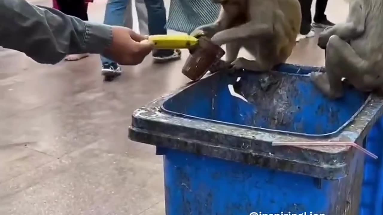 🐒😂 Monkey's Hilarious Food Hunt Caught on Camera! | FunFM