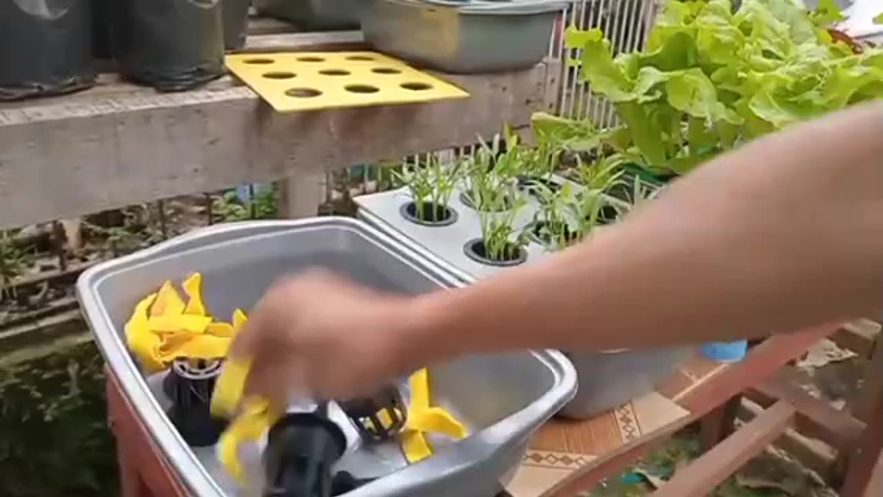 LAHAN SEMPIT DAN SISTEM HIDROPONIK