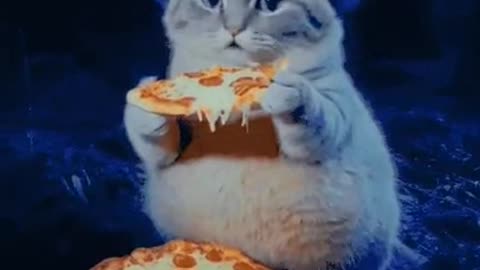 Cats have 32 muscles in each ear, allowing for independent 180-degree rotation.