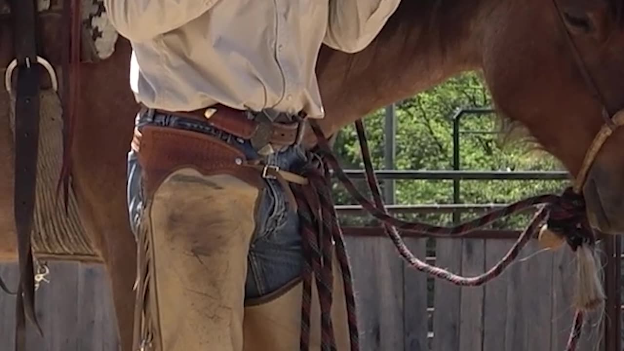 Hackamore vs snaffle.