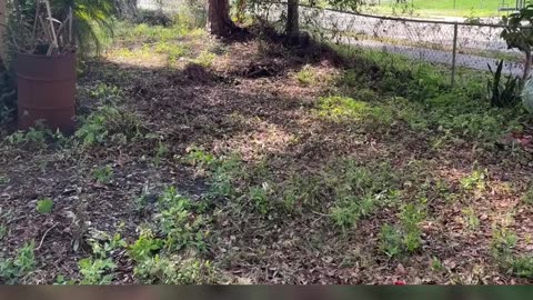 NIGHTMARE CLEANUP: Couple Lends Mower to Friend—Now It's Broken P1