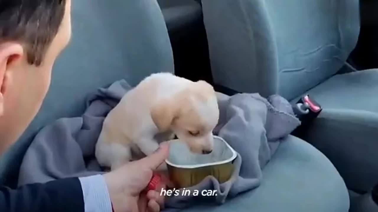 "From Street to Safe — Little Puppy’s Rescue Story"