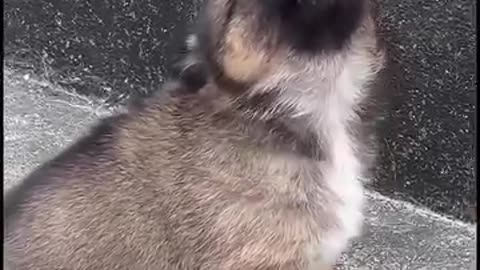 🥰 cute and beautiful puppy 😍