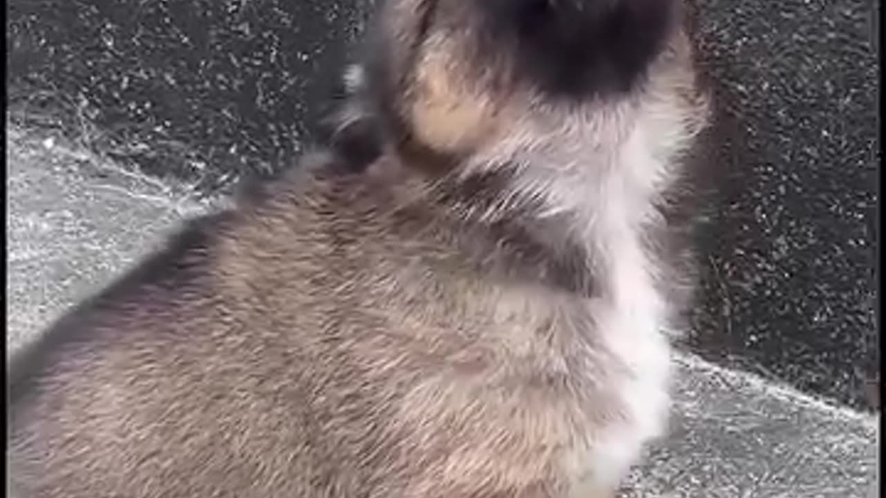 🥰 cute and beautiful puppy 😍