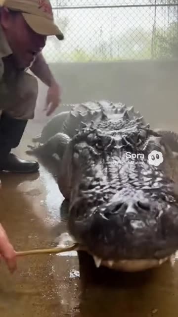 The Epic Alligator Fail