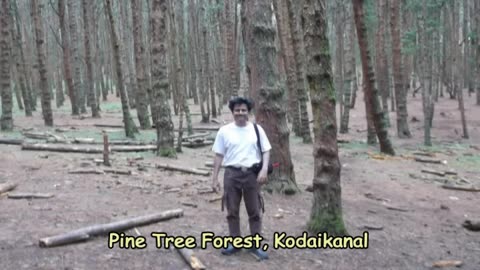 The Pine Forest of Kodaikanal | Walking Through a Fairytale: Sunbeams & Serenity