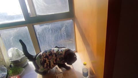 My pet cat vlog, his name is Heihei, 02/03, 2025, he is peaceful， #catvideo #asmr