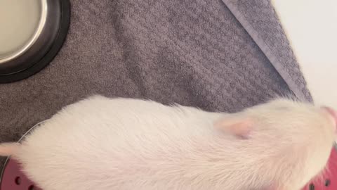 Small Pig Scratches Rear End On Owner's Foot