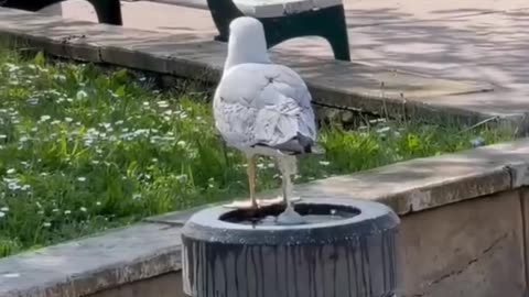 FUNNY ANIMALS 😂🤣