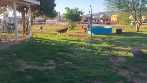 102725 MAL THE HUSKY STILL WITH US!