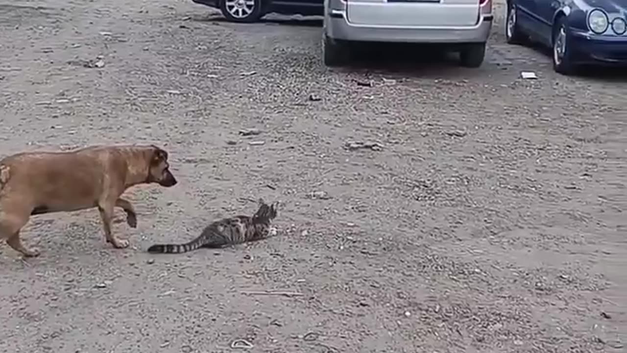 😂🐱 Dog Learning to Stalk a Bird with His Cat Friend | FunFM