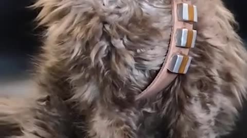 Kitten's First Cosplay