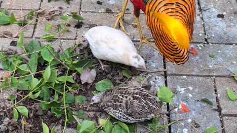 😂🐾 You Won't Believe This Hilarious Animal Flirting Fail! | FunFM