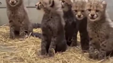 Watch as these baby cheetahs meow when there mother is not around