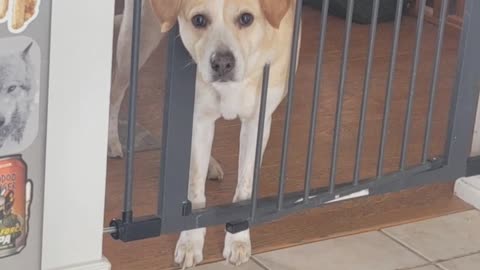 Dog Gets Neck Trapped In Shut Baby Gate