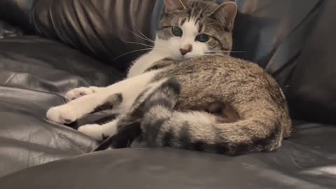 😂😊 "It's Taunting Me!" | FunFM