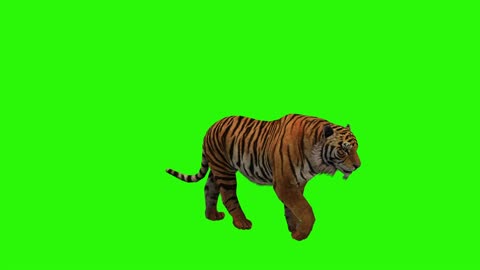 Tiger, wildlife, animal