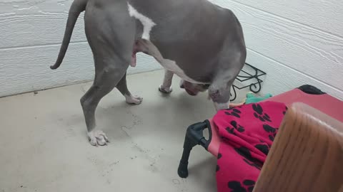 Sheldon 9y A859258 @TRN lovely busy lookin 4 forever home made short work of edible chew20250713736