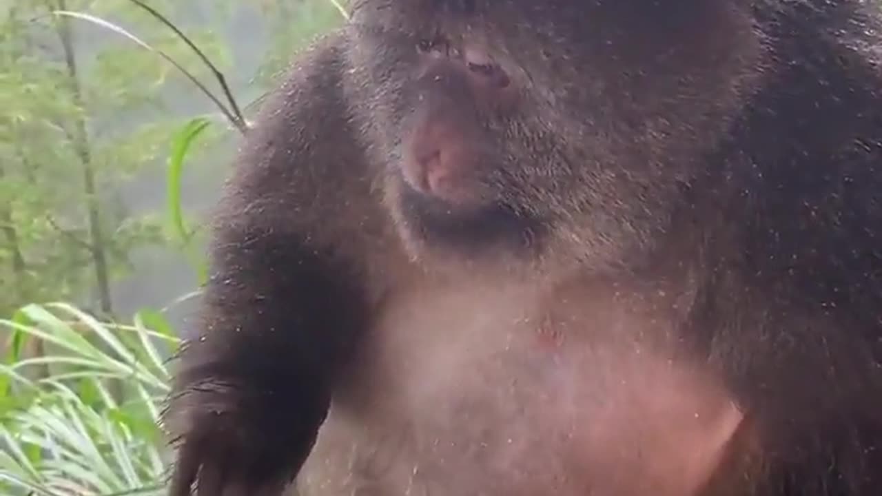 monkey is sitting