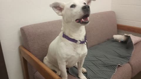 Qwen 5y A870276 whines off&on, she'll relax @TRN, from kennel 158 PACC shelter_20250608_141916146