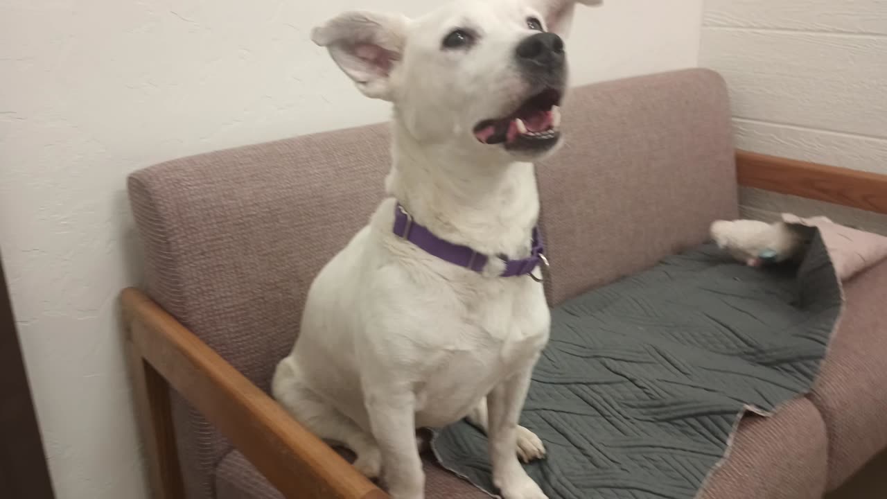 Qwen 5y A870276 whines off&on, she'll relax @TRN, from kennel 158 PACC shelter_20250608_141916146