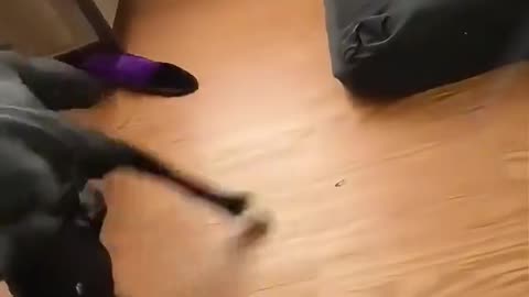 Dog's Comedy Videos 🤣 so cute videos 😍 funny videos 🤣