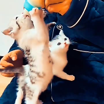 Tiny Kittens Drinking Milk Will Melt Your Heart! 😻🍼 #Shorts #cat #funny #animalslove #cat