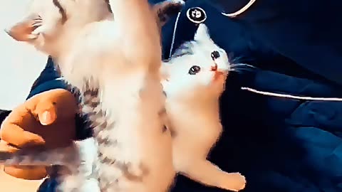 Tiny Kittens Drinking Milk Will Melt Your Heart! 😻🍼 #Shorts #cat #funny #animalslove #cat