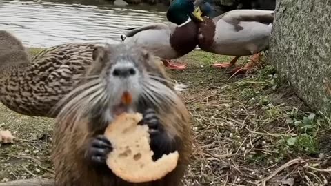 These Cute Ducks Eating Together Will Melt Your Heart!