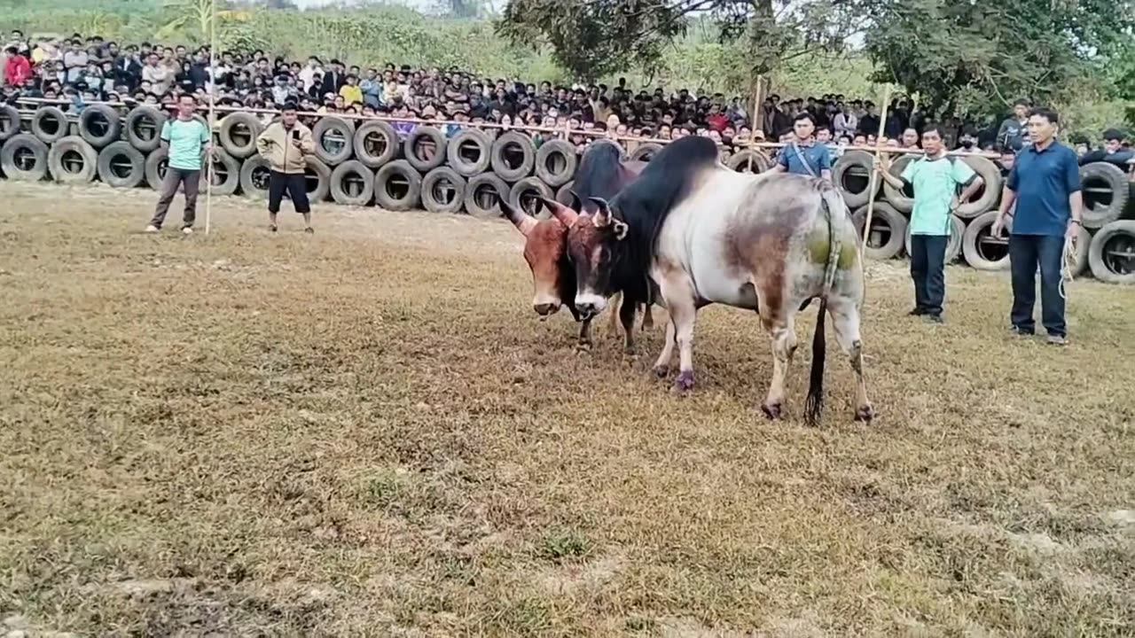 Nyuj Sib Nraus